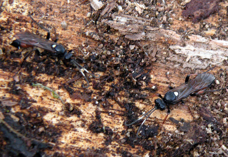 Pot-pourri di Ichneumonoidea